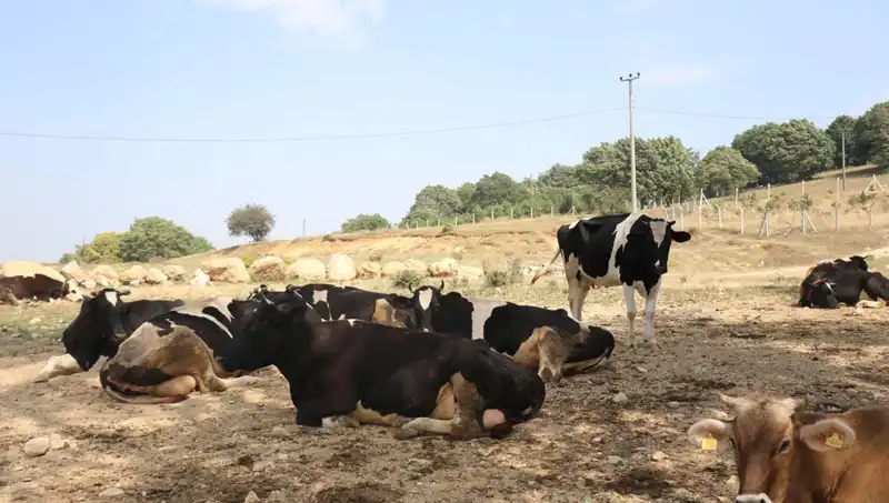 Şap Hastalığına Karşı Acil Önlem: 22 Köyde Giriş Çıkış Kısıtlaması Uygulandı
