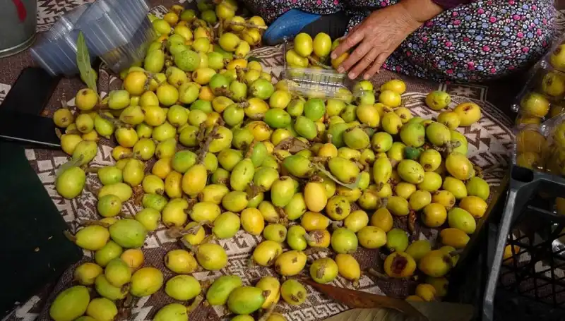 Muşmula Hasadı Başladı: Fiyatlar Şaşırtıyor, Kilosu 150 TL