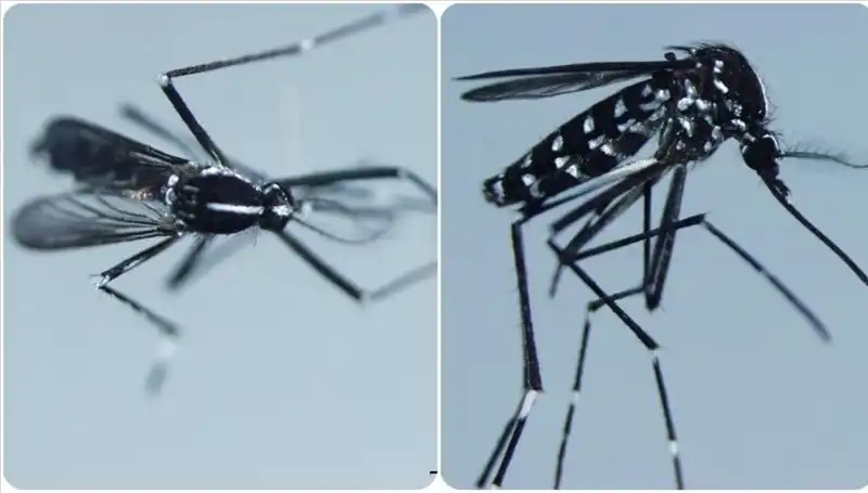 Chikungunya Virüsü: Belirtileri, Ülke Dağılımı ve Önleyici Önlemler