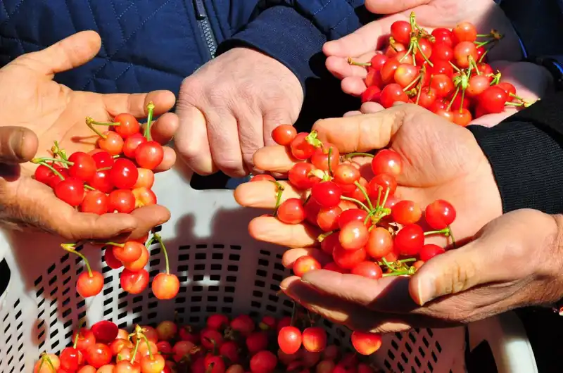 Geçen Yıl İlk Hasadını Yapan Tarım Projesi, Kilosu 3.500 TL’den Alıcı Buldu!