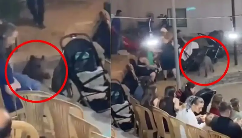 Düğün Töreninde Yaban Domuzu Paniği: Neler Oldu?