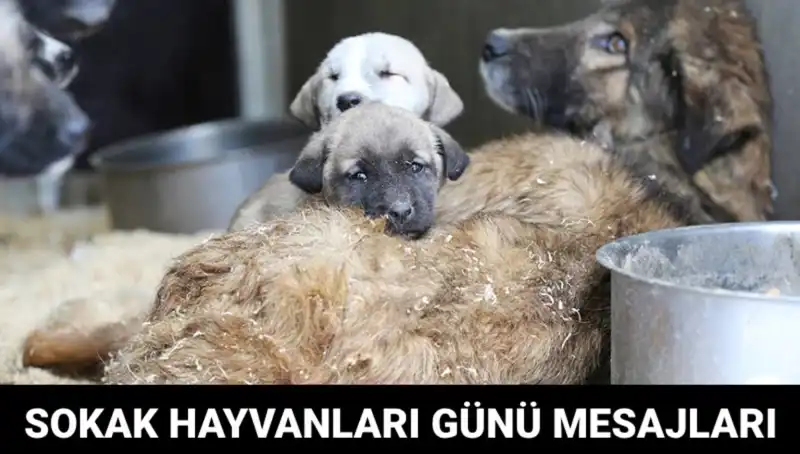 4 Ekim Dünya Sokak Hayvanları Günü: Duyarlılığı Artıran Anlamlı Mesajlar