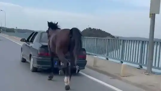 Adana'da Hayvan Hakları İhlali: Ata Eziyet Eden Şahıs Tutuklandı