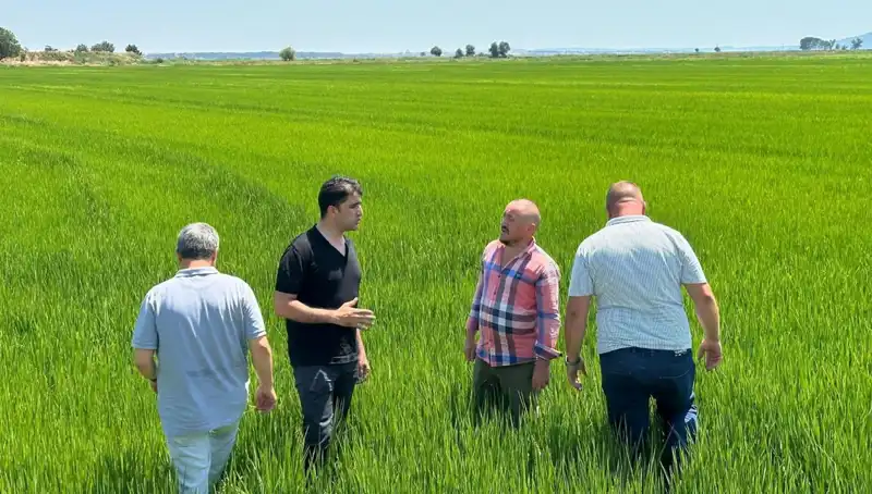 Yeşil Deniz Gibi Çeltik Tarlaları: Rekor Hasat Beklentisiyle Tarımın Geleceği
