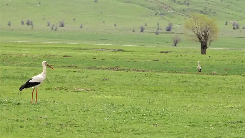 Leylekler Muş Ovası'na Hoşgeldi! Doğanın Güzelliği Yeniden Başladı