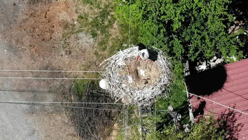 Baharın Müjdecisi: 22 Yıldır Aynı Yerde Yuva Yapan Kuşun Hikayesi