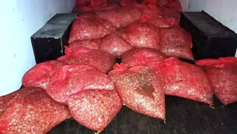 Samsun'da 1,5 Ton Kaçak Midye Operasyonu: Sağlık ve Ekonomi Tehdit Altında!