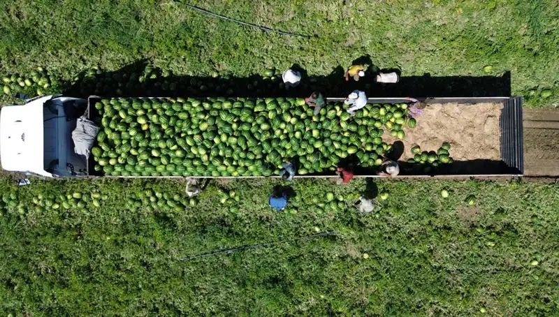 Bafra Ovası'nda Karpuz Rekoltesi Beklentisi: 94 Bin 500 Ton Geliyor!