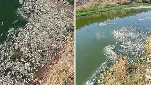 Karasu Çayı'ndaki Balık Ölümleri: Sır Perdesi Aralanıyor