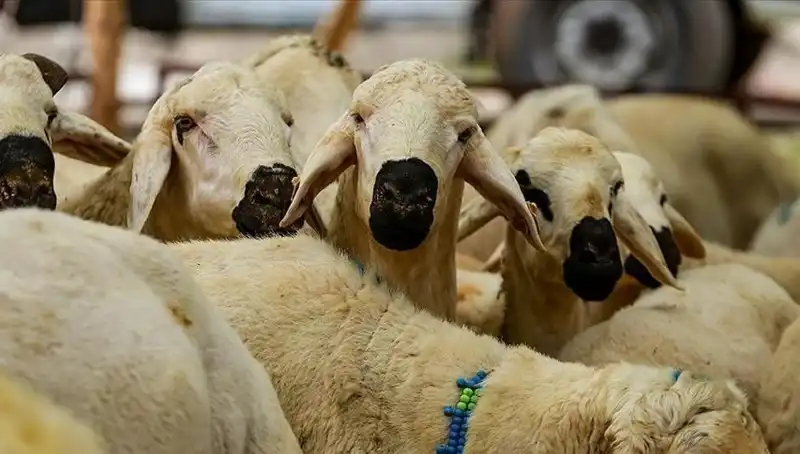 2025 Kurban Bayramı: Kesim Farz mı? 10 Soruda Her Şey