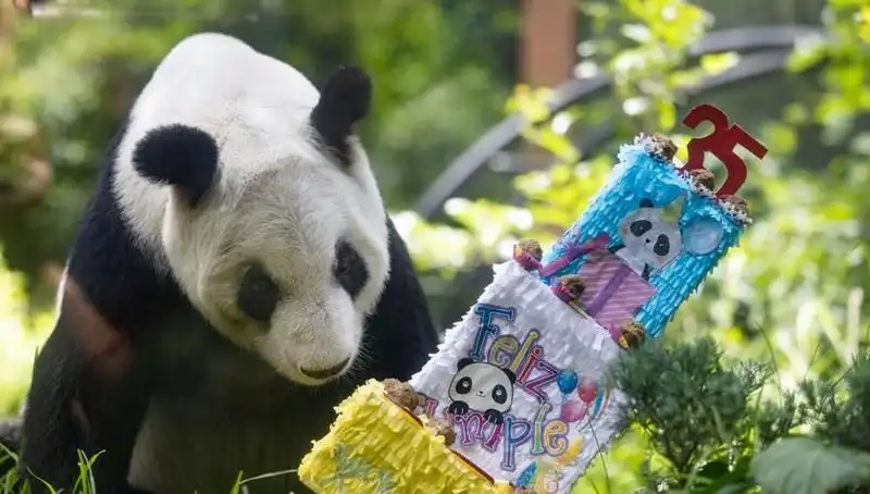 Dev Panda Xin Xin 35. Yaşını Kutladı: Hayvanat Bahçesi Ziyaretçileri Büyülendi