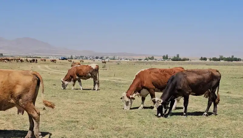 Arin Gölü'nün Kuruması: Bölgede Su Krizi Tehlikesi Büyüyor