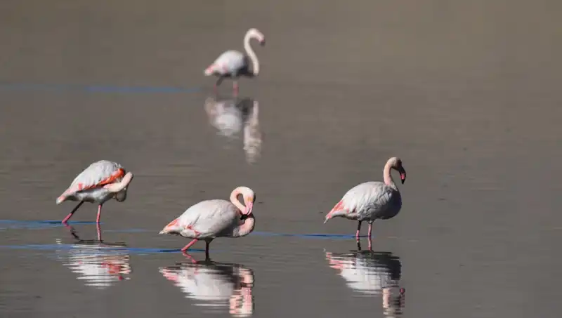 Kuraklık Kuş Cenneti Flamingoları Nasıl Etkiledi? Gözler Kayıtlarda!