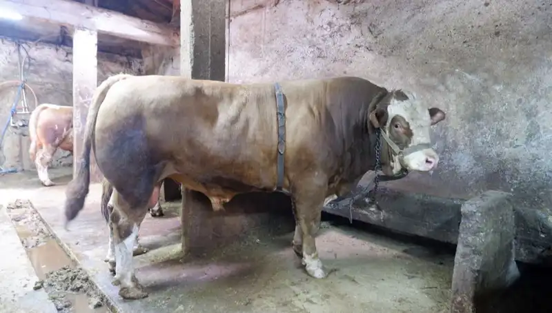 1 Ton 200 Kilo Müzikal Alet Nihayet Alıcısını Buldu!