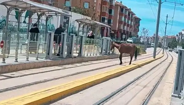 Eskişehir'de Tramvay Raylarında Başında Atla Dolaşan Anlar Sosyal Medyayı Salladı