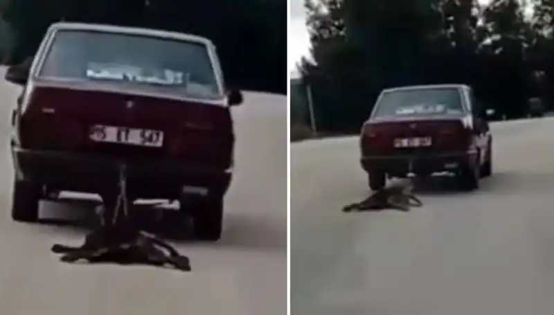 Sıcak Asfalt Üzerinde Köpeği Sürükleyen Otomobil İhbar Edildi!