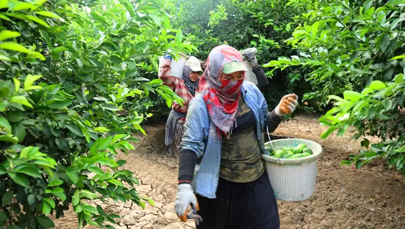 Marketlerde Patatesin Fiyatı 150 Lirayı Aştı: Yeni Hasat Umut Vaadediyor