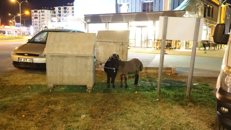Yola Düşen Mor Karaman Koyunları: İhmalin Korkunç Sonucu