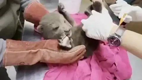 Karabük’te Şaşkınlık Yaratan Yavru Bozayı Keşfi