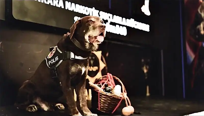 Ankara'nın Emektar Narkotik Köpeği 'Toma', 11 Yıl Sonra Emekliliğe Ayrıldı