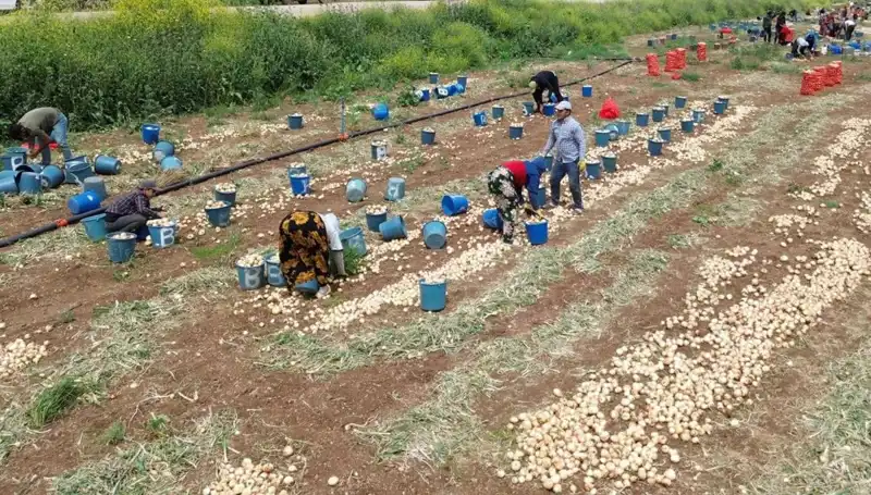 Soğan Hasadı Başladı: Pazar Fiyatları Hızla Düşüyor