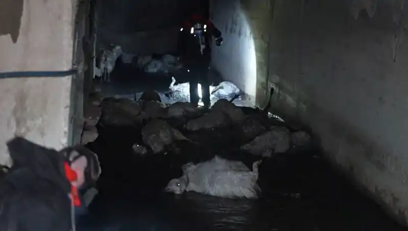 Keskin Koku Krizi: Doğada Felaket Yaratan Hayvan Ölümleri