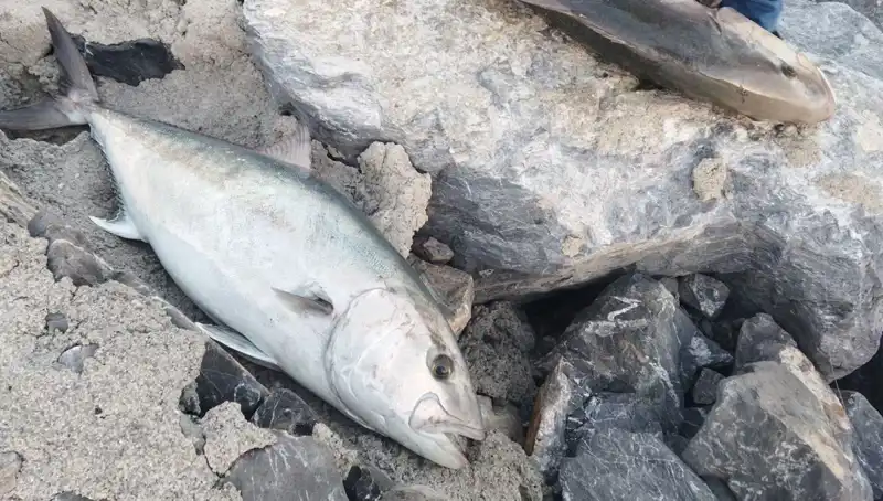 65 Kiloluk Balık Oltayla Yakalandı: Avcı 18 Bin TL Kazandı