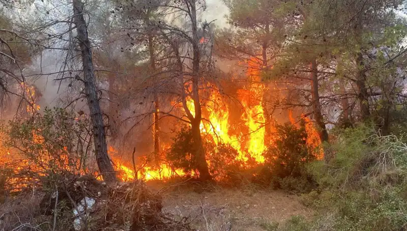 Ormanda Yangına Neden Olan Kardeşlere Mahkemeden Ağır Para Cezası Verildi