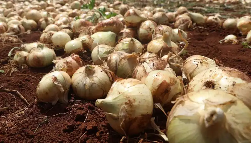 Hatay’da Soğan Hasadı Başladı: Çiftçiler Rekolte ile Güldü