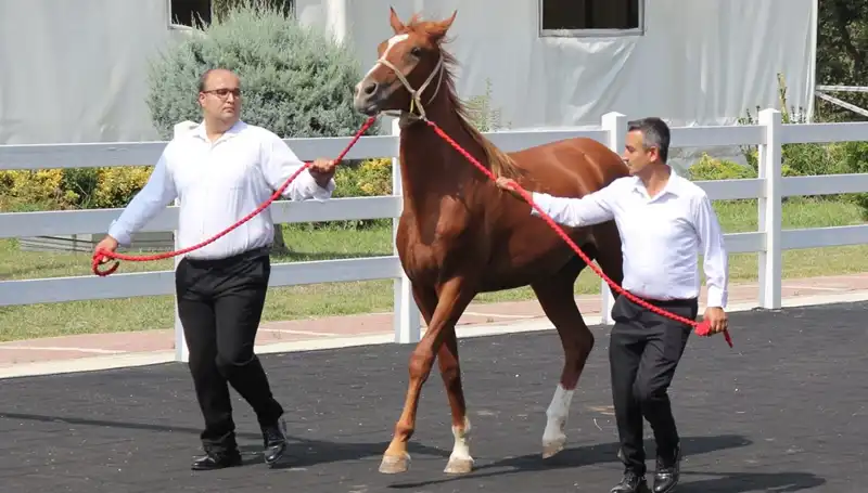 Rekor Kıran "Taşkın Kral": Doğu Anadolu'nun Doğal Gücü
