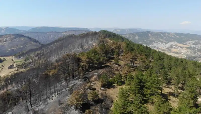Bolu'da 5 Milyondan Fazla Fidan Toprakla Buluşuyor: Yeşil Geleceğe Adım