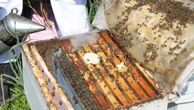 Ata Mesleği Arıcılığı Sürdüren Genç Girişimci, Yurt Dışına Bal Satıyor