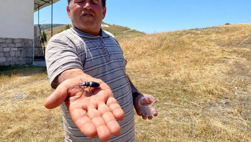 Sivas'ta Görülen Zararlı Böceğin Yokluğu 557 Bin TL Ceza Getiriyor!